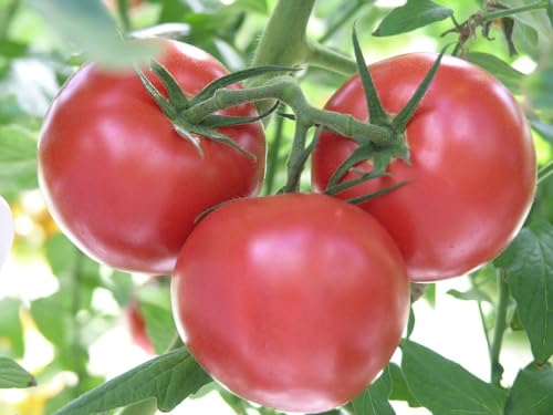 Tomato Blossom End Rot Spray - Rot Rx Garden Spray Concentrate for Calcium Deficiency in Tomato, Pepper, Cucumber, and Melons | Treatment to Stop Blossom-end Rot in Fruits I 16 fl oz Liquid Spray